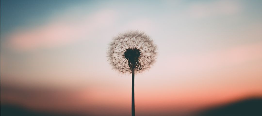 Single dandelion puff against the evening sky