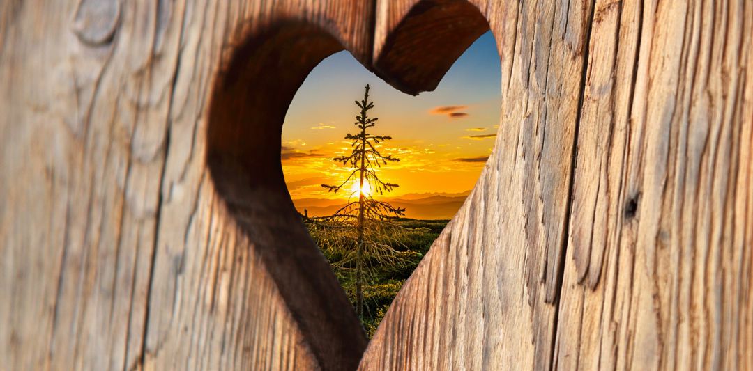 Heart shape cut from a piece of wood with sunset behind pine tree looking through the opening