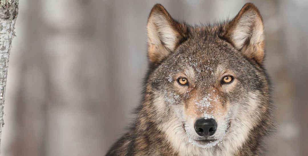 Mexican Gray Wolf