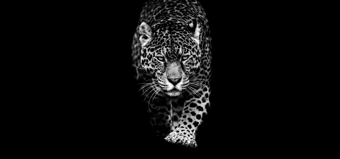 black and white photograph of jaguar walking toward camera