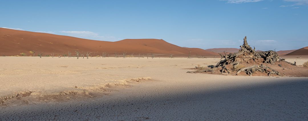 Desert scene with grove of dead trees in the background and dry, cracked earth