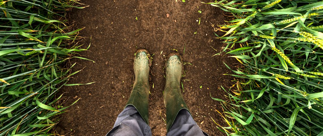 Farmer in rubber boots walking through muddy wheat field, top view