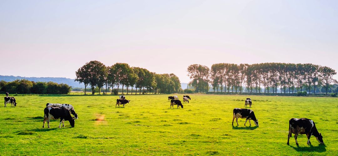 cattle grazing in a wide open pasture