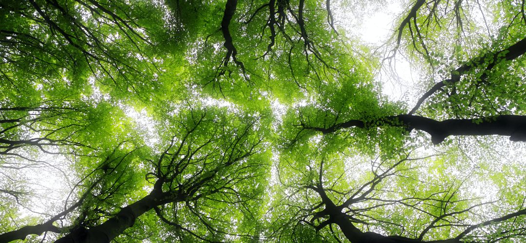 Looking upward at tree tops against the sky