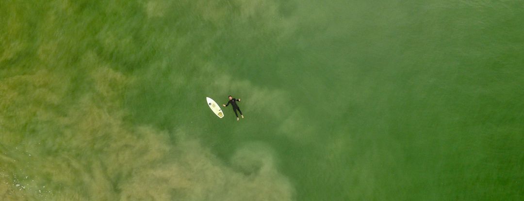 aerial view of man wearing wet suit floating next to his surfboard with a thick layer of sea snot just below the surface 