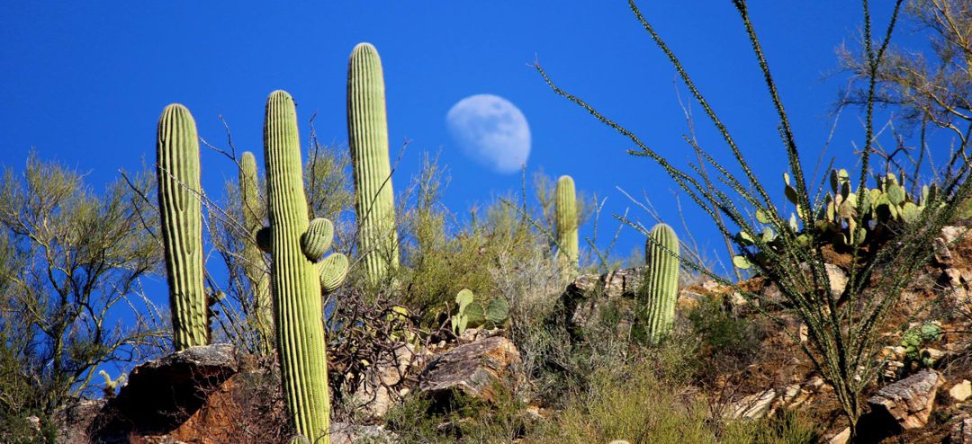 Saguaro cactus against a very blue sky with daytime moon - photo by Nicci Radhe