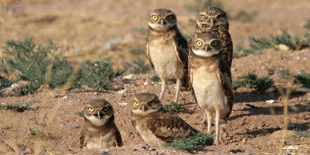 Burrowing owls