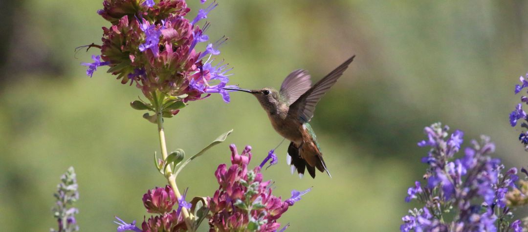 hummimgbird feeding on flowers