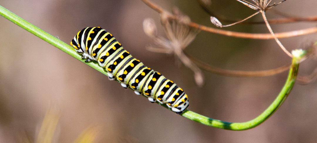 caterpillar on plant stem