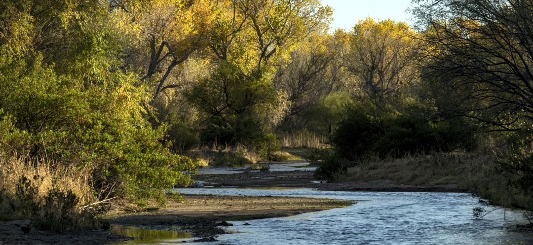 Fall colors on the Santa Cruz River near Tumacacori in November 2018. ©Bill Hatcher 2018