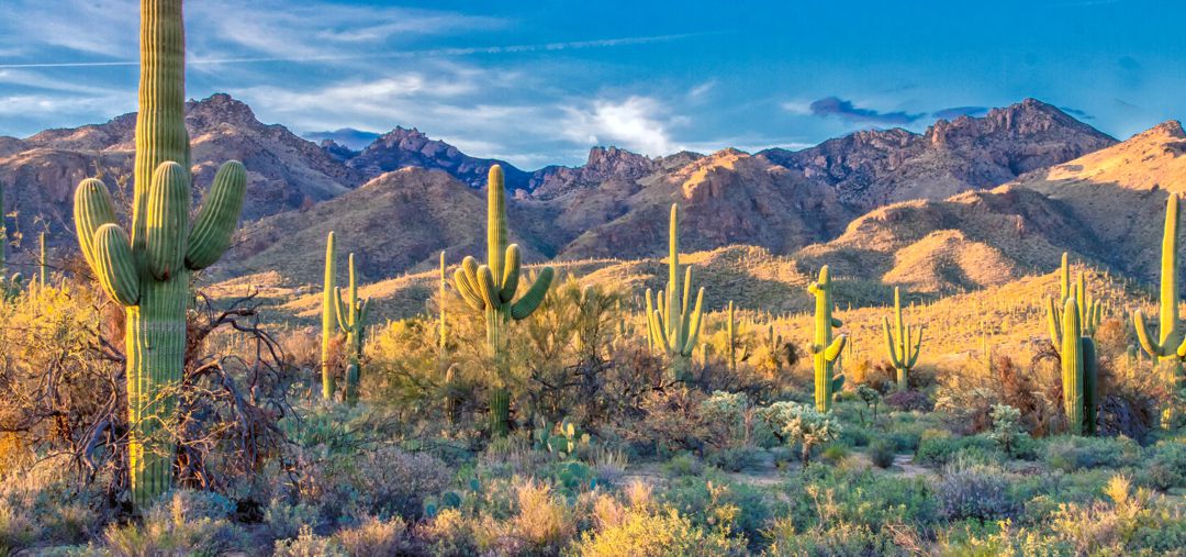 Abundant saguaro Cactus with mountains in background