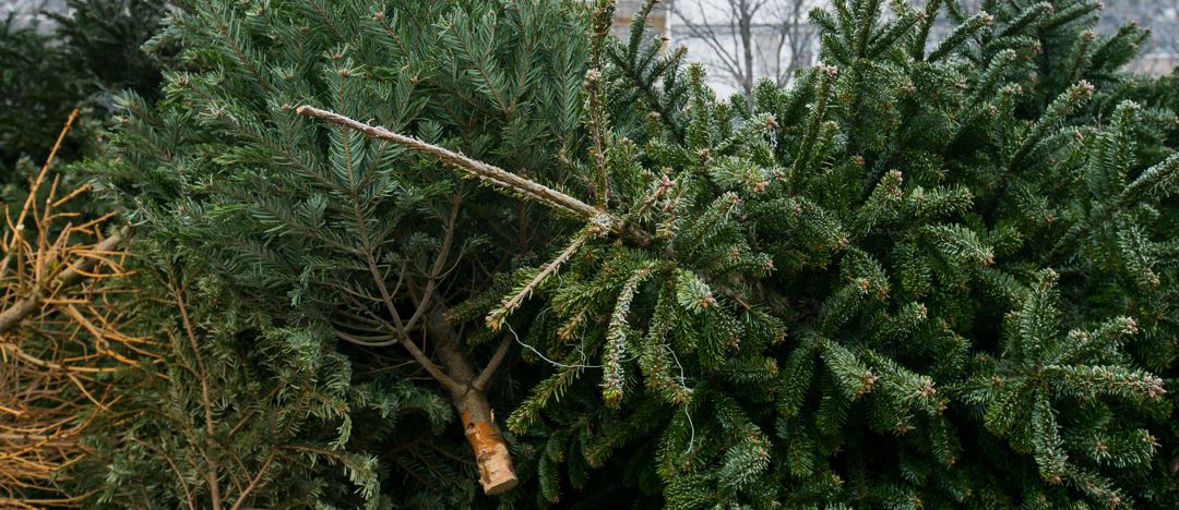 Christmas tree disposal pile of trees