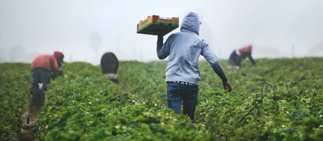 Farm workers in the crops