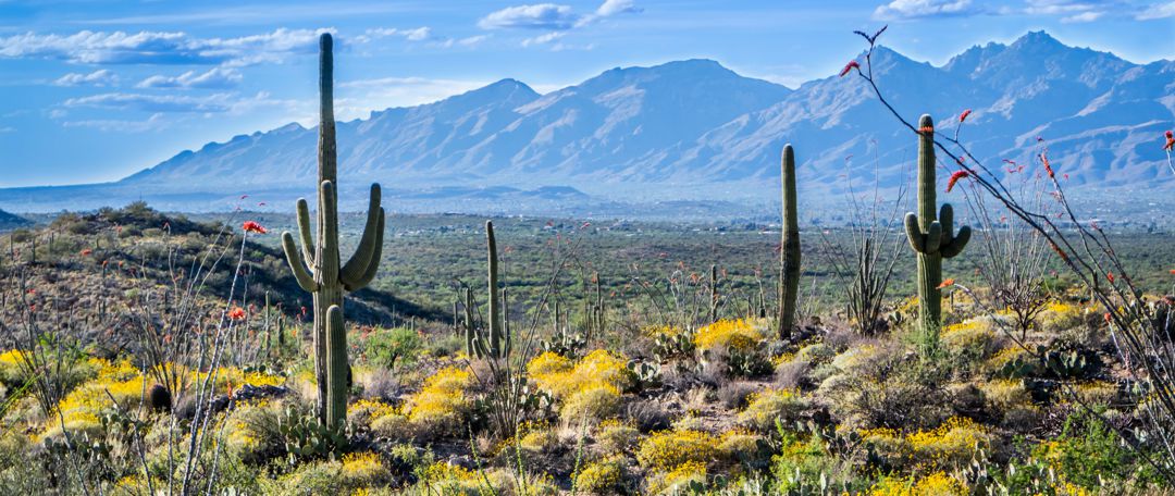 Tucson Arizona desert saguaro and wildflowers with mountains in background